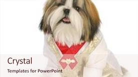  Presentation with formal - Cool new PPT theme with adorable shih tzu puppy wearing formal shirt and red bow sitting with reflection on white background backdrop and a lemonade colored foreground
