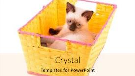  Presentation with woven - Cool new presentation theme with adorable-siamese-kitten backdrop and a yellow colored foreground