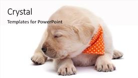  Presentation with puppy - Audience pleasing PPT layouts consisting of adorable sleepy labrador puppy dog backdrop and a white colored foreground