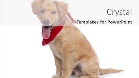  Presentation with red and white industry - Cool new PPT theme with adorable-small-labrador-puppy-wearing backdrop and a white colored foreground