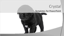  Presentation with looking up at trees from ground - Cool new PPT layouts with adorable-small-labrador-retriever-doggy backdrop and a  colored foreground