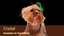  Presentation with dog - Slide set with adorable-small-yorkshire-terrier-dog background and a tawny brown colored foreground
