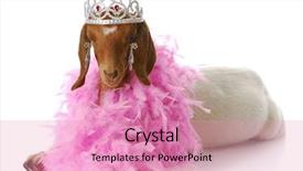  Presentation with princess - Theme enhanced with adorable south african boer goat background and a coral colored foreground