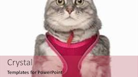  Presentation with pink cat - Presentation theme featuring adorable-tabby-cat-with-pink and a red colored foreground