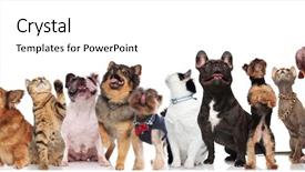  Presentation with pets - Colorful slides enhanced with adorable team of curious different backdrop and a  colored foreground