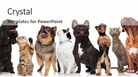  Presentation with pets - Slides consisting of adorable team of mixed pets background and a cream colored foreground