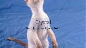  Presentation with kitten - Presentation with adorable-tortie-point-siamese-kitten background and a teal colored foreground