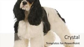  Presentation with color - Audience pleasing PPT theme consisting of adorable tri-color cocker spaniel backdrop and a lemonade colored foreground