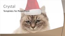  Presentation with turkish - Colorful slides enhanced with adorable turkish angora dressed backdrop and a white colored foreground