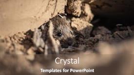  Presentation with wood - Slide deck having adorable-wood-mouse-apodemus-sylvaticus background and a violet colored foreground