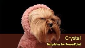  Presentation with pink black - Presentation design consisting of adorable-yorkie-dog-in-pink background and a tawny brown colored foreground