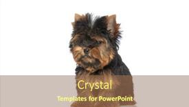  Presentation with dog - Presentation theme enhanced with adorable-yorkshire-terrier-dog-looking background and a tawny brown colored foreground
