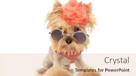  Presentation with dog - PPT layouts having adorable-yorkshire-terrier-dog-posing background and a coral colored foreground