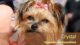  Presentation with dog - Amazing slide deck having adorable-yorkshire-terrier-dog-smiles backdrop and a tawny brown colored foreground