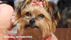  Presentation with dog - Theme with adorable-yorkshire-terrier-dog-smiles background and a red colored foreground
