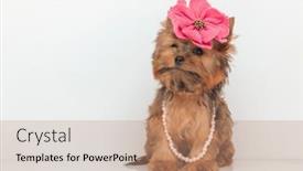  Presentation with pink pearls - Theme with adorable-yorkshire-terrier-dog-wearing background and a coral colored foreground
