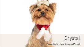  Presentation with glitter - Presentation with adorable-yorkshire-terrier-dog background and a coral colored foreground