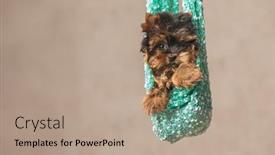  Presentation with puppy - Presentation with adorable-yorkshire-terrier-puppy-being background and a coral colored foreground