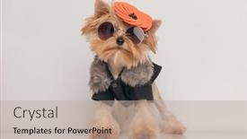  Presentation with standing out in the crowd - Slide deck having adorable-yorkshire-terrier-puppy background and a mint green colored foreground