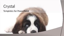  Presentation with saint - Audience pleasing slides consisting of adorable young saint bernard puppy backdrop and a  colored foreground