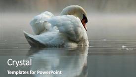  Presentation with adrift - Amazing PPT theme having adrift - swan backdrop and a  colored foreground