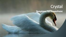  Presentation with adrift - Colorful theme enhanced with adrift - swan backdrop and a  colored foreground