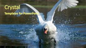  Presentation with adrift - Presentation featuring adrift - swan background and a  colored foreground