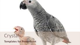  Presentation with old days - Slides enhanced with adult-african-grey-parrot background and a soft green colored foreground