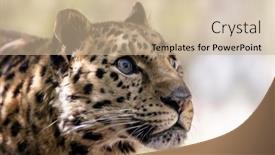  Presentation with amur leopard - PPT theme enhanced with adult-amur-leopard-panthera-pardus background and a soft green colored foreground