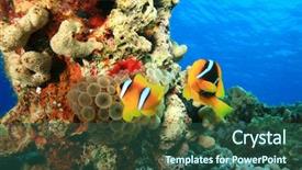 Presentation with juvenile - Presentation with juvenile red sea anemonefish background and a ocean colored foreground