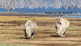  Presentation with juvenile - Presentation design consisting of adult-and-juvenile-white-rhinos background and a seafoam green colored foreground