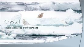  Presentation with juvenile - Slides having adult-and-two-juvenile-glaucous background and a  colored foreground