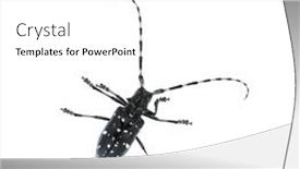  Presentation with asian - Slide deck having adult-asian-longhorned-beetle background and a white colored foreground