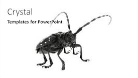  Presentation with asian - Slides enhanced with adult-asian-longhorned-beetle background and a white colored foreground