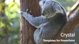  Presentation with indigenous australia - Slides featuring adult australian koala bear background and a tawny brown colored foreground