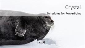  Presentation with north pole - Theme with adult-bearded-seal-erignathus-barbatus background and a cool aqua colored foreground