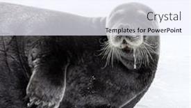  Presentation with north pole - Presentation theme featuring adult-bearded-seal-erignathus-barbatus background and a sky blue colored foreground