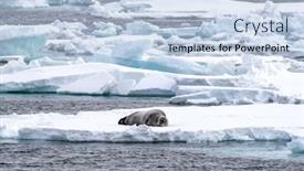  Presentation with north pole - Cool new presentation theme with adult-bearded-seal-sleeps backdrop and a light blue colored foreground