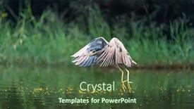  Presentation with wetlands - PPT theme having adult-black-crowned-night-heron background and a tawny brown colored foreground