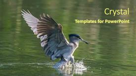  Presentation with wetlands - Presentation design with adult-black-crowned-night-heron background and a tawny brown colored foreground
