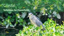  Presentation with wetlands - Slide deck enhanced with adult-black-crowned-night-heron background and a ocean colored foreground