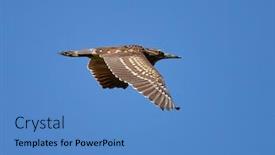  Presentation with wetlands - PPT layouts with adult-black-crowned-night-heron background and a teal colored foreground