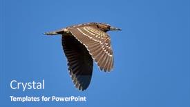  Presentation with wetlands - Slides having adult-black-crowned-night-heron background and a teal colored foreground