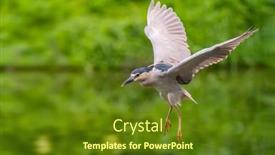  Presentation with wetlands - PPT layouts consisting of adult-black-crowned-night-heron background and a tawny brown colored foreground