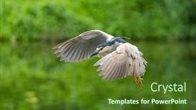 Presentation with wetlands - Slides enhanced with adult-black-crowned-night-heron background and a tawny brown colored foreground