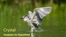  Presentation with wetlands - Slide set featuring adult-black-crowned-night-heron background and a tawny brown colored foreground
