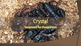  Presentation with black women support group - Amazing slide set having adult black scorpions and young backdrop and a tawny brown colored foreground