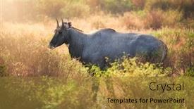  Presentation with nilgai antelope - Amazing PPT theme having adult-blue-bull-or-nilgai backdrop and a gold colored foreground