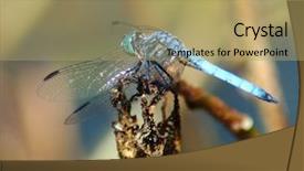  Presentation with dragonfly - Presentation design having adult blue dragonfly at rest background and a coral colored foreground
