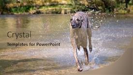  Presentation with english - Cool new theme with adult-brindled-whippet-runs-through backdrop and a coral colored foreground
